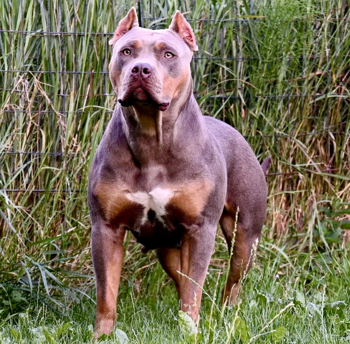 Dog Featured Image