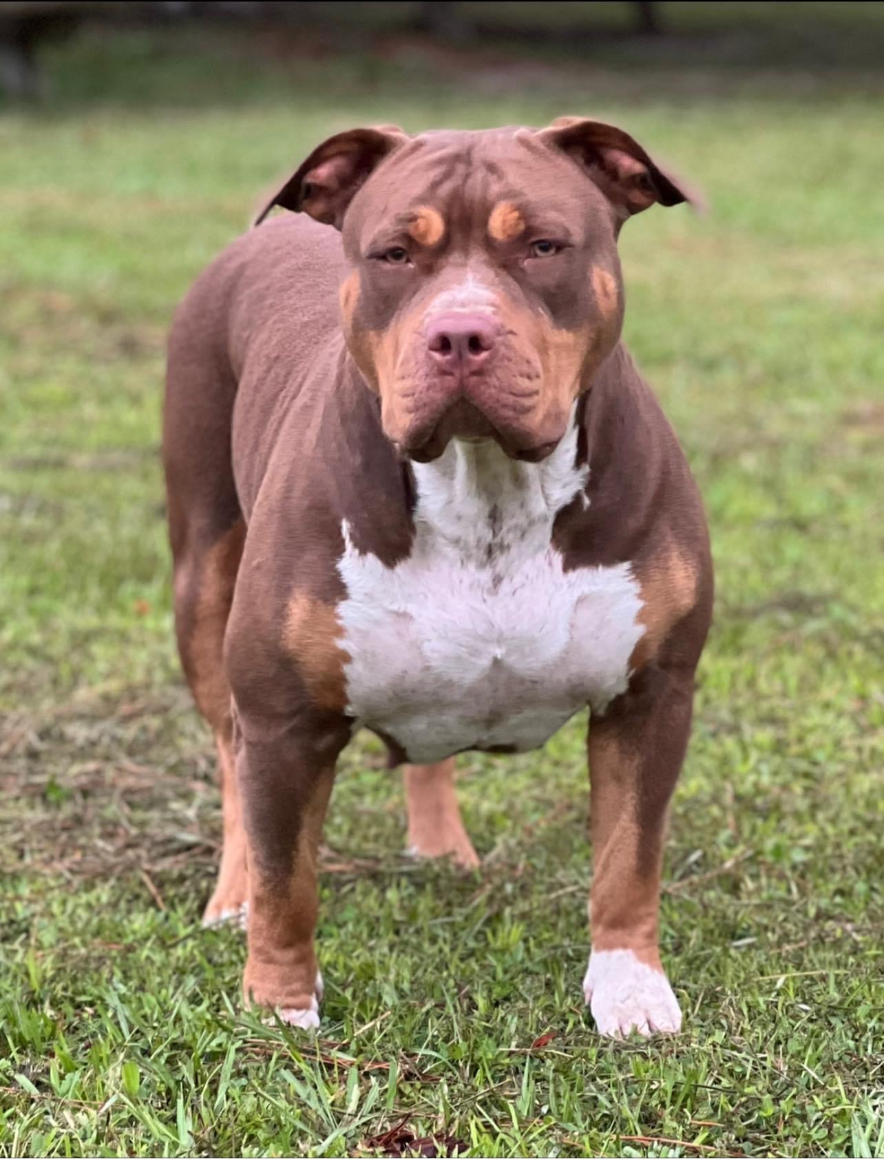 Dog Featured Image