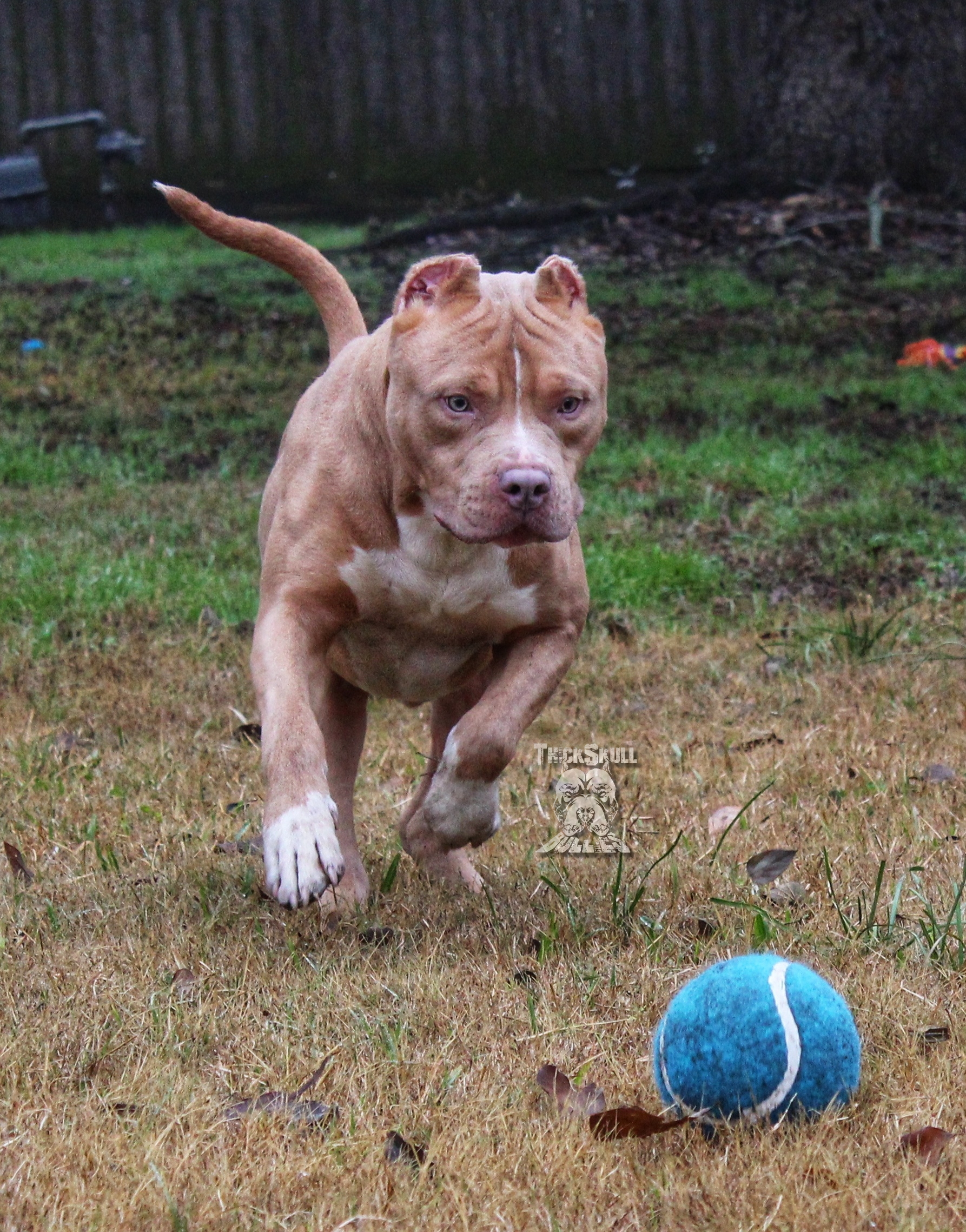 Dog Featured Image