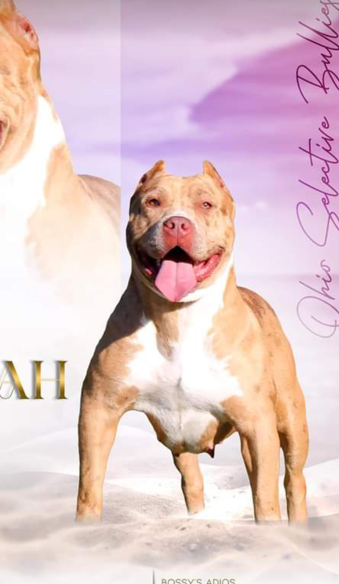 Dog Featured Image