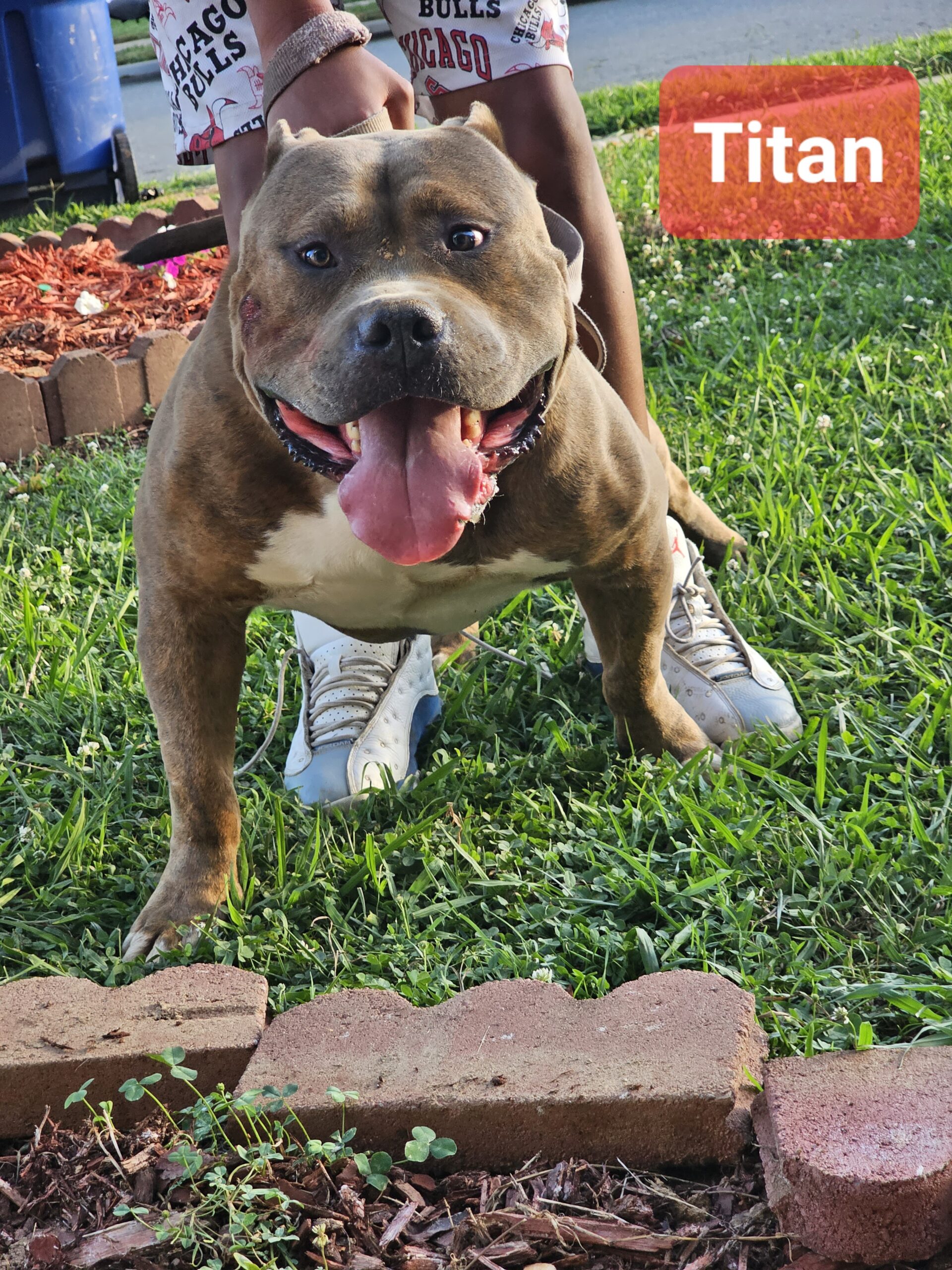 Dog Featured Image