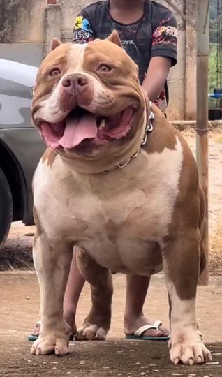 Dog Featured Image