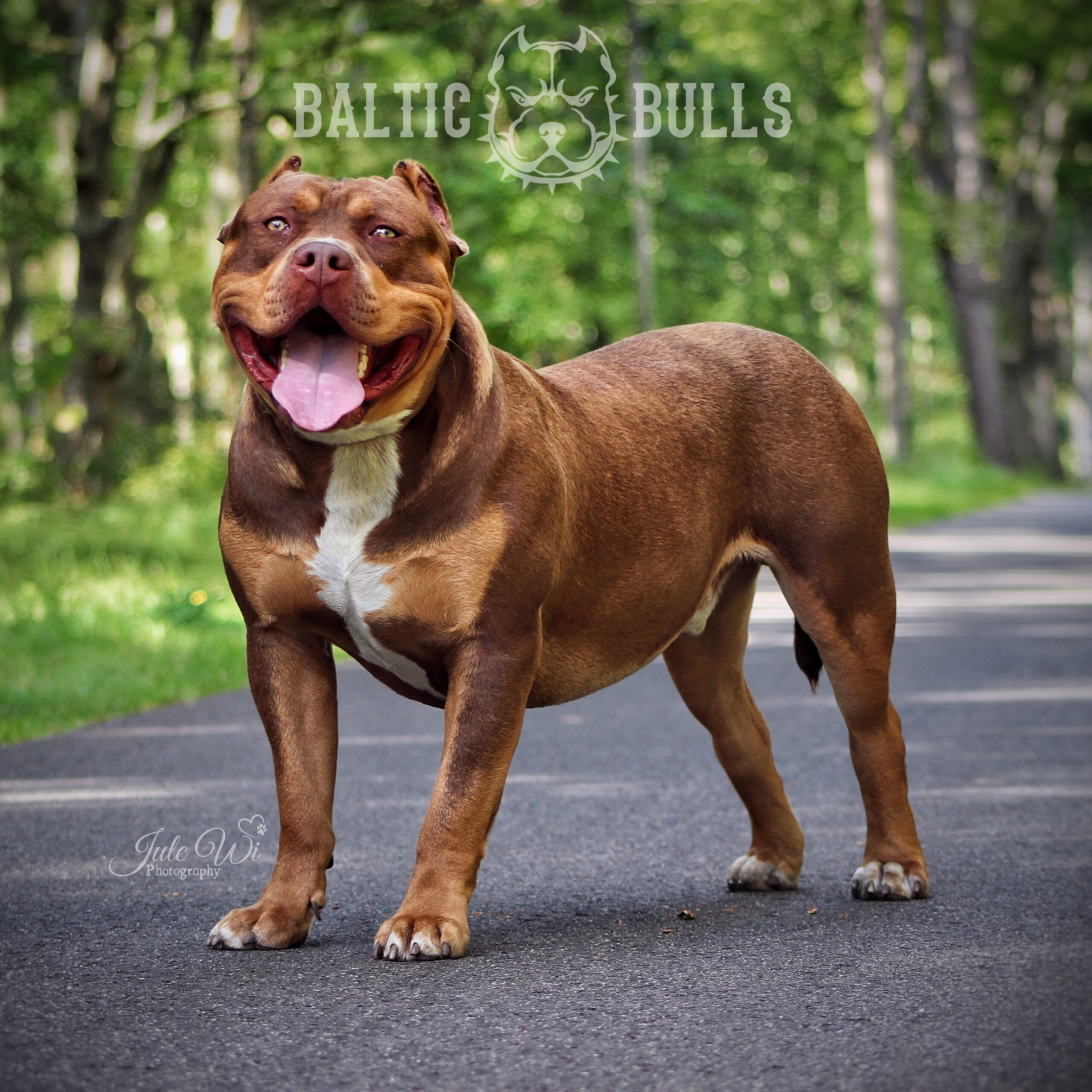 Dog Featured Image