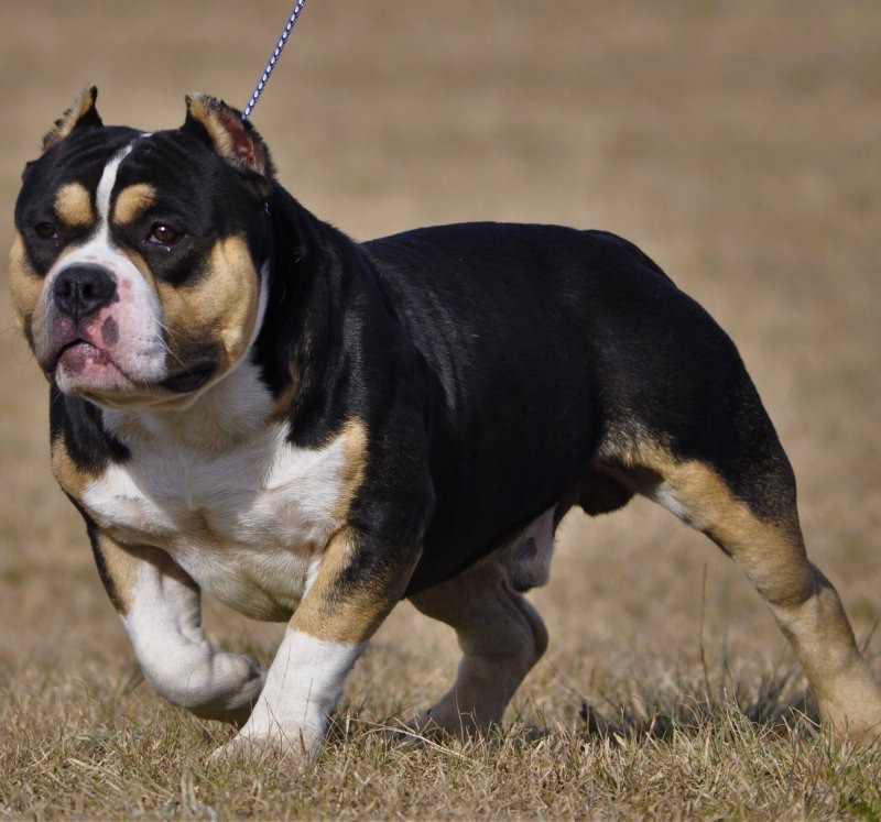 Dog Featured Image
