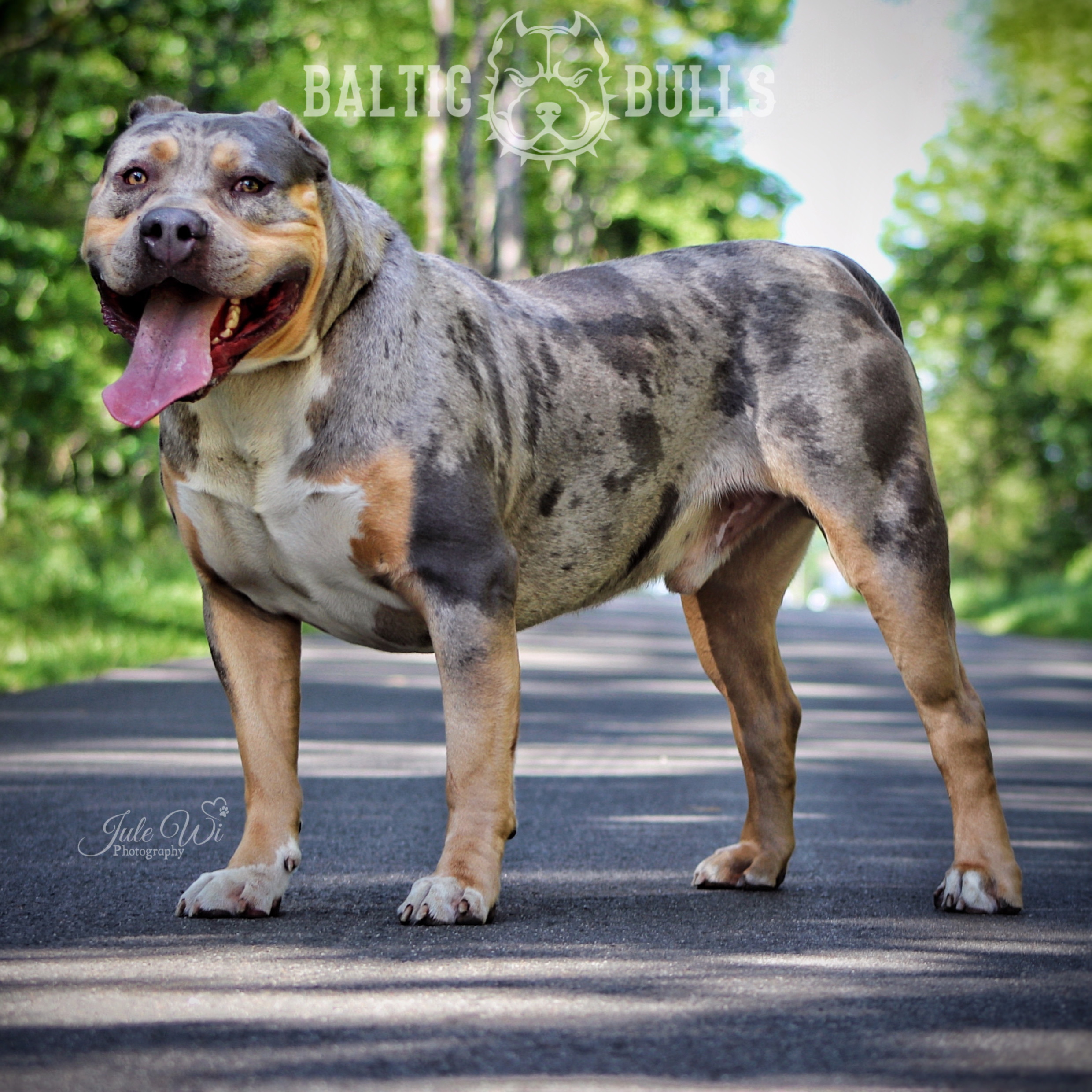 Dog Featured Image