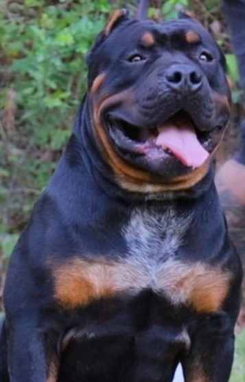 Dog Featured Image