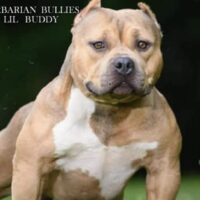 Dog Featured Image