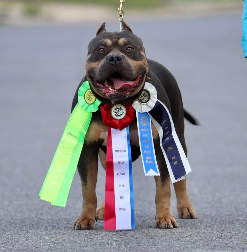 Dog Featured Image
