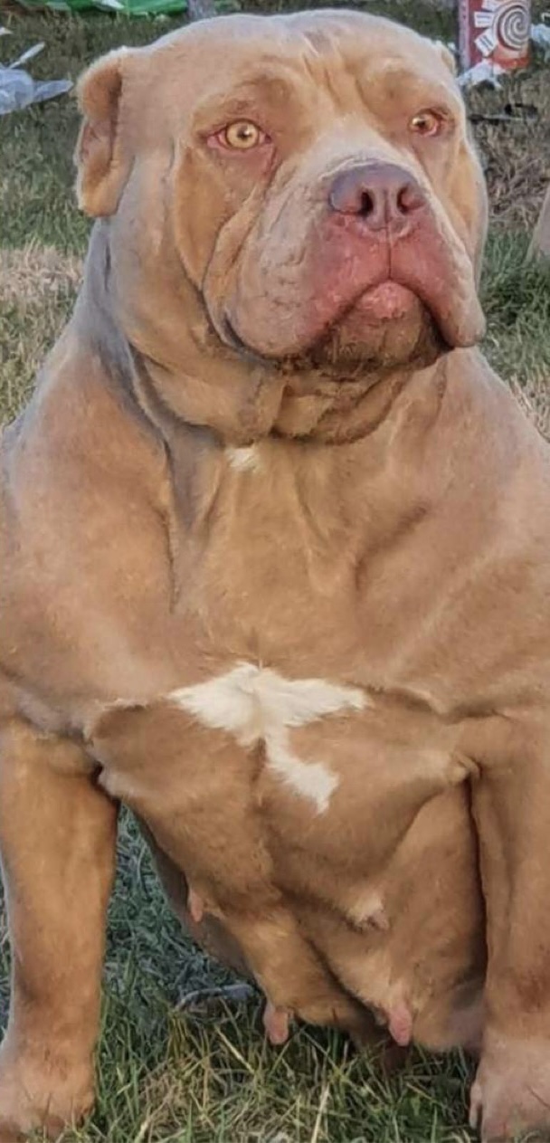Dog Featured Image