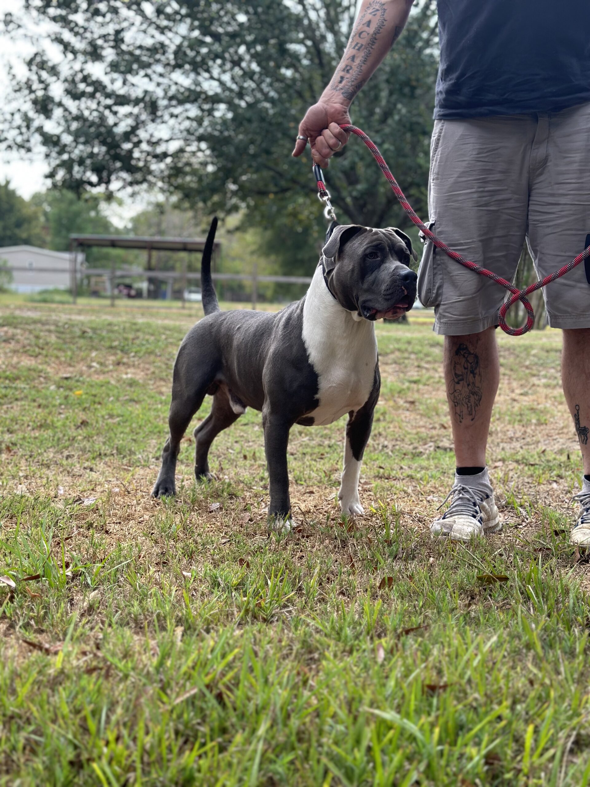 Dog Featured Image