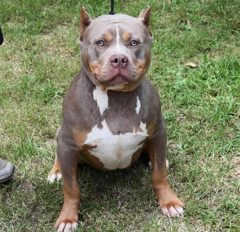 Dog Featured Image