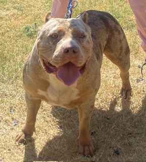 Dog Featured Image