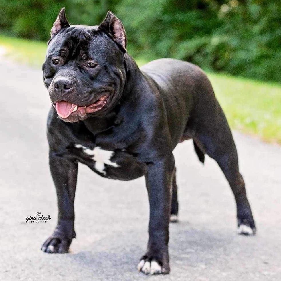 Dog Featured Image