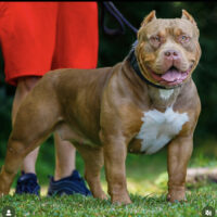 Dog Featured Image
