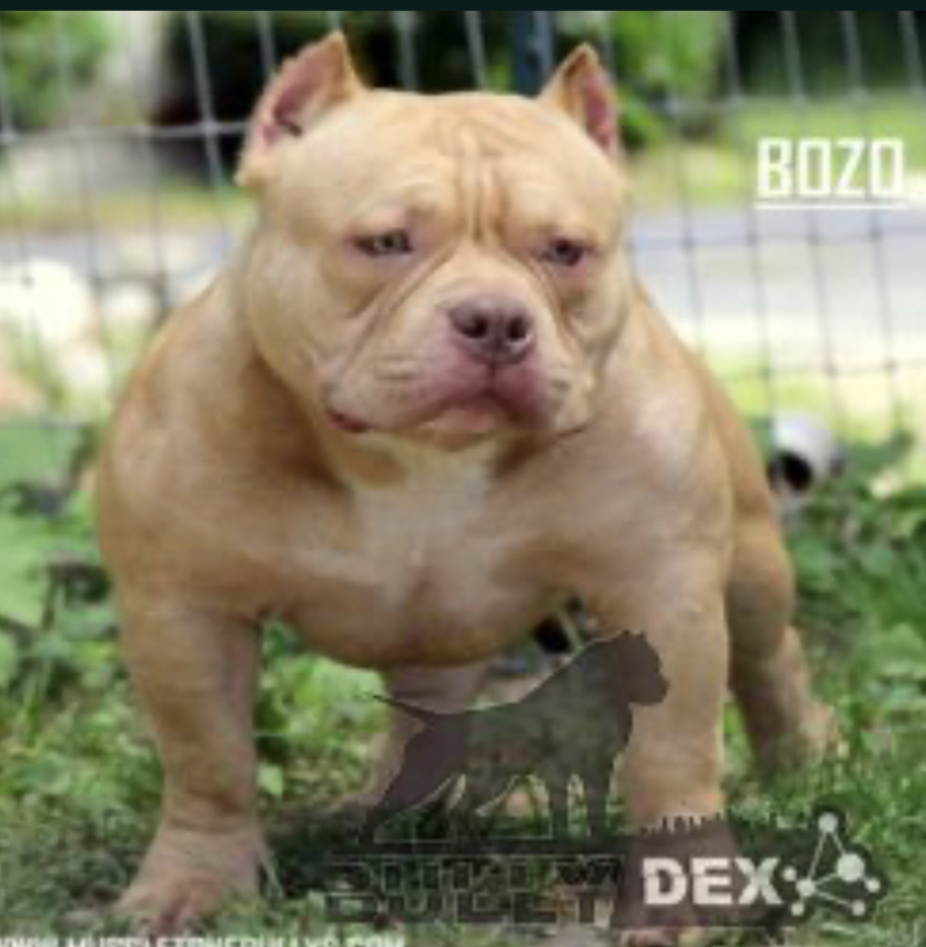 Dog Featured Image