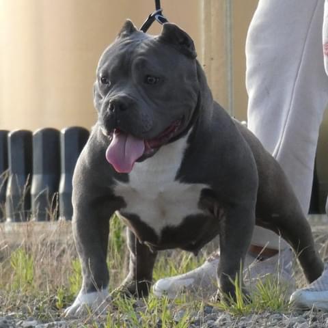 Dog Featured Image