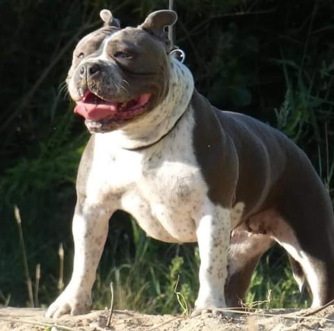 Dog Featured Image
