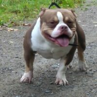 Dog Featured Image