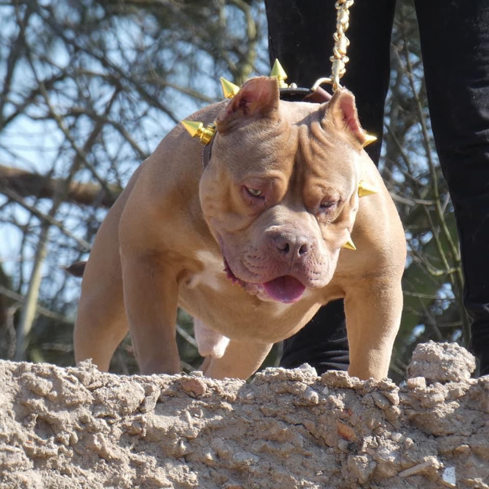 Dog Featured Image