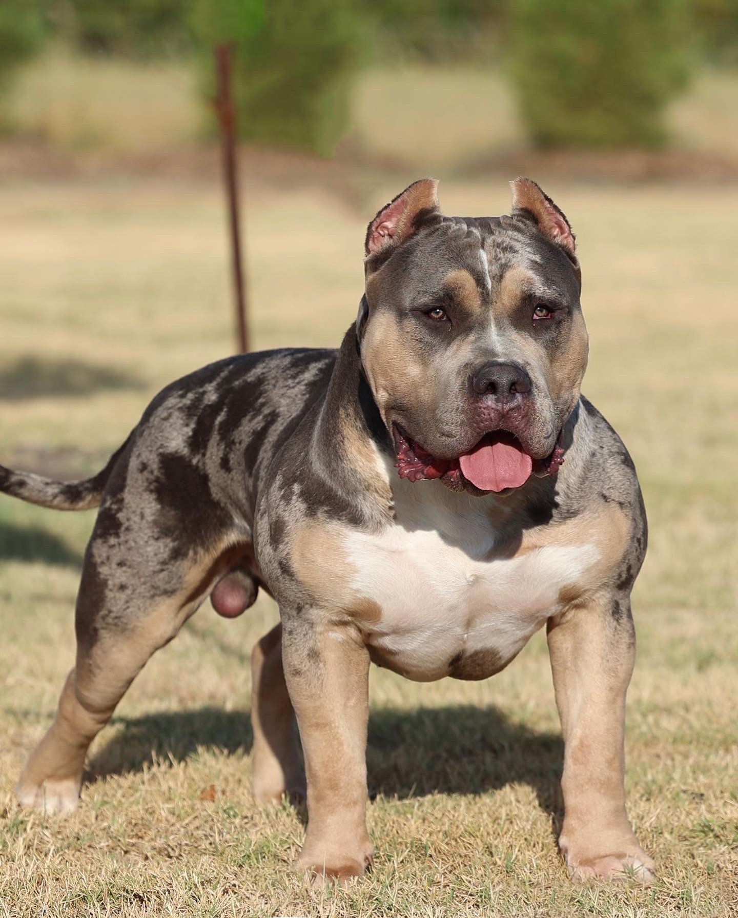 Dog Featured Image