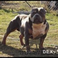 Dog Featured Image