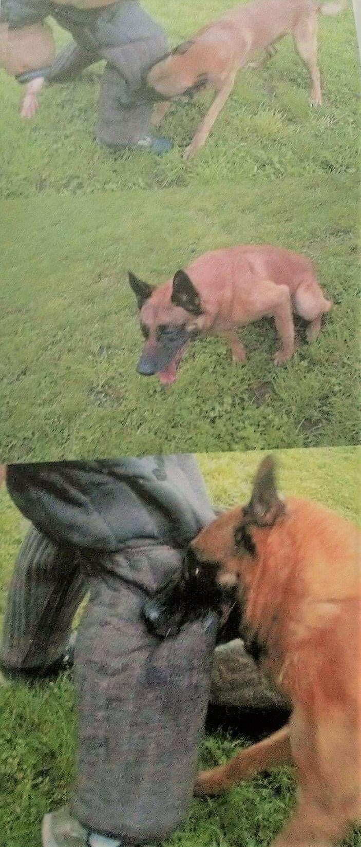 Dog Featured Image