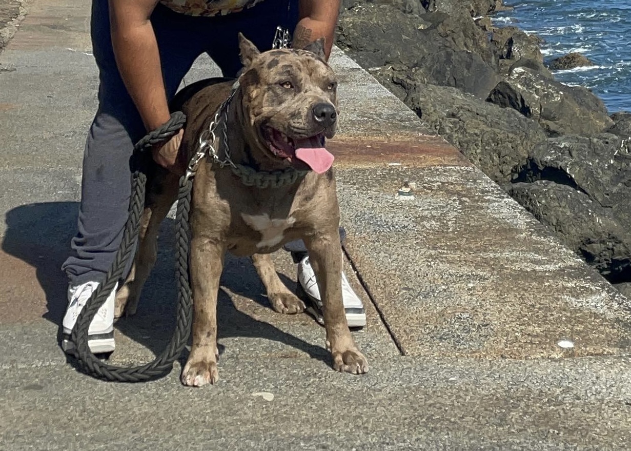 Dog Featured Image