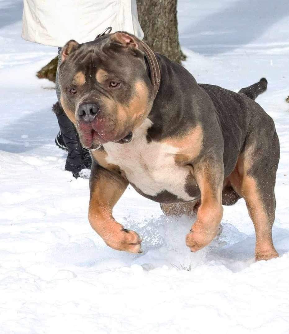 Dog Featured Image