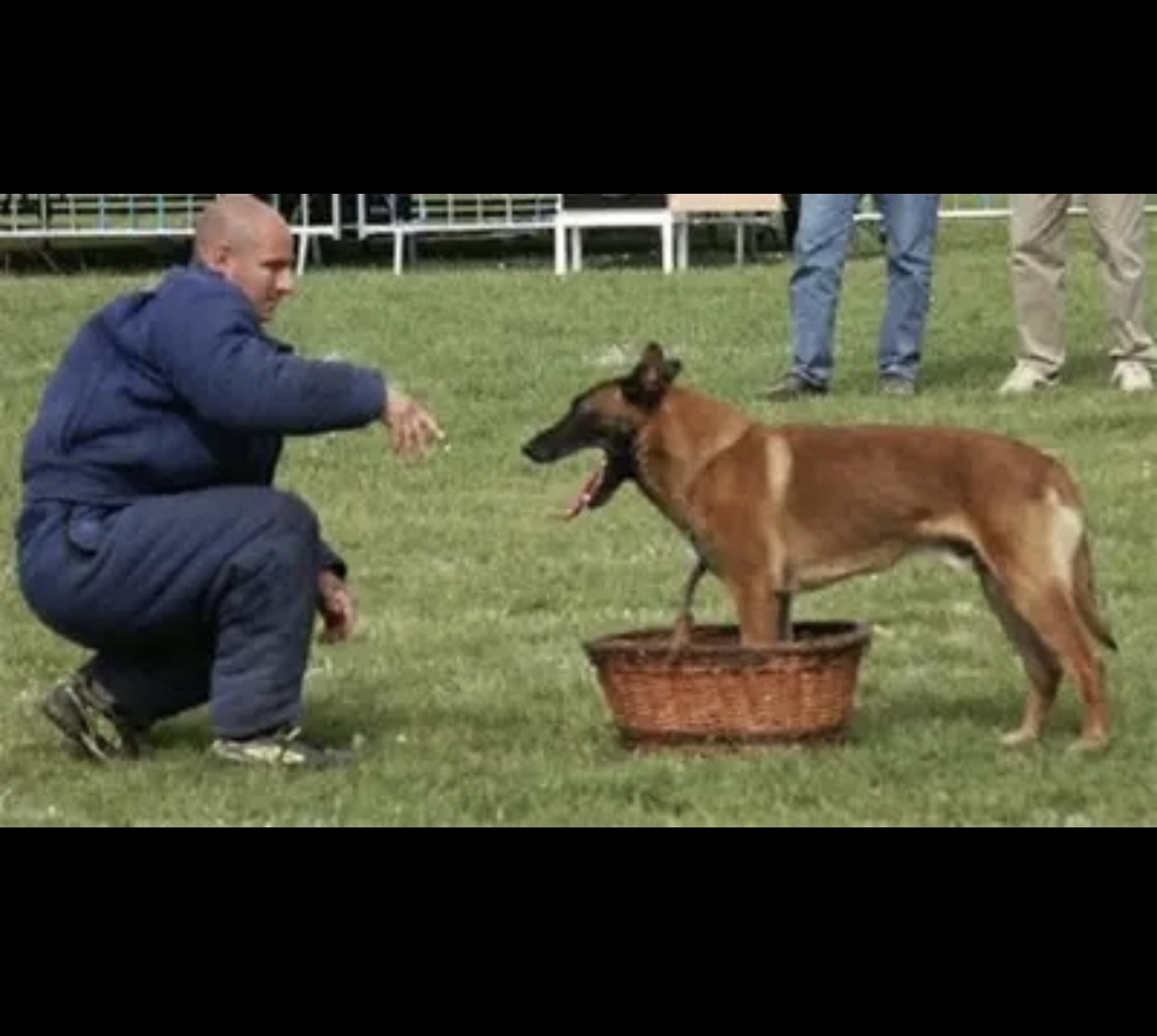 Dog Featured Image