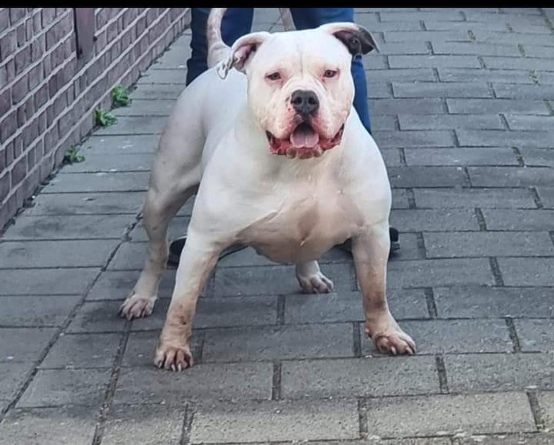 Dog Featured Image