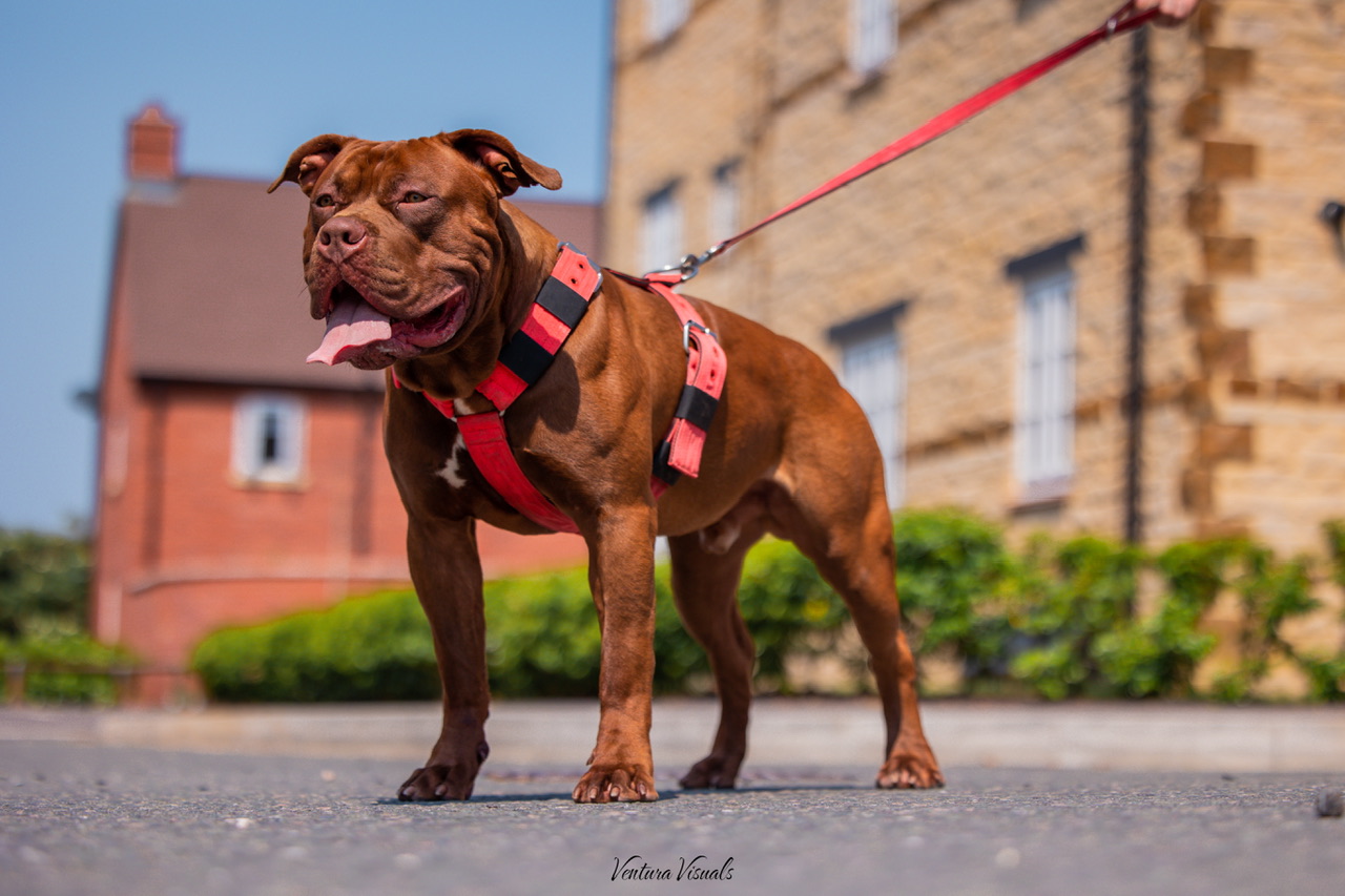 Dog Featured Image