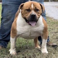 Dog Featured Image