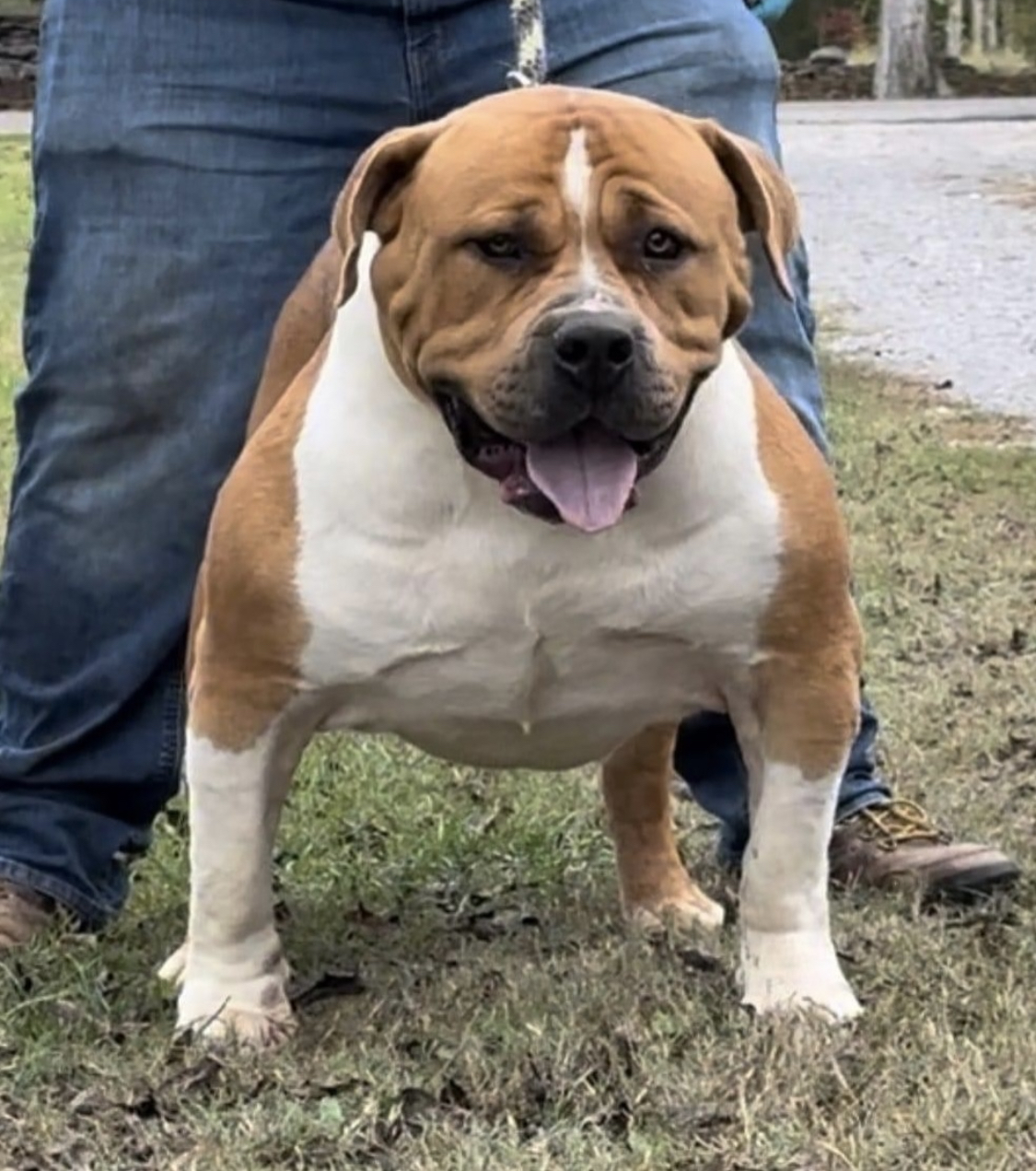 Dog Featured Image