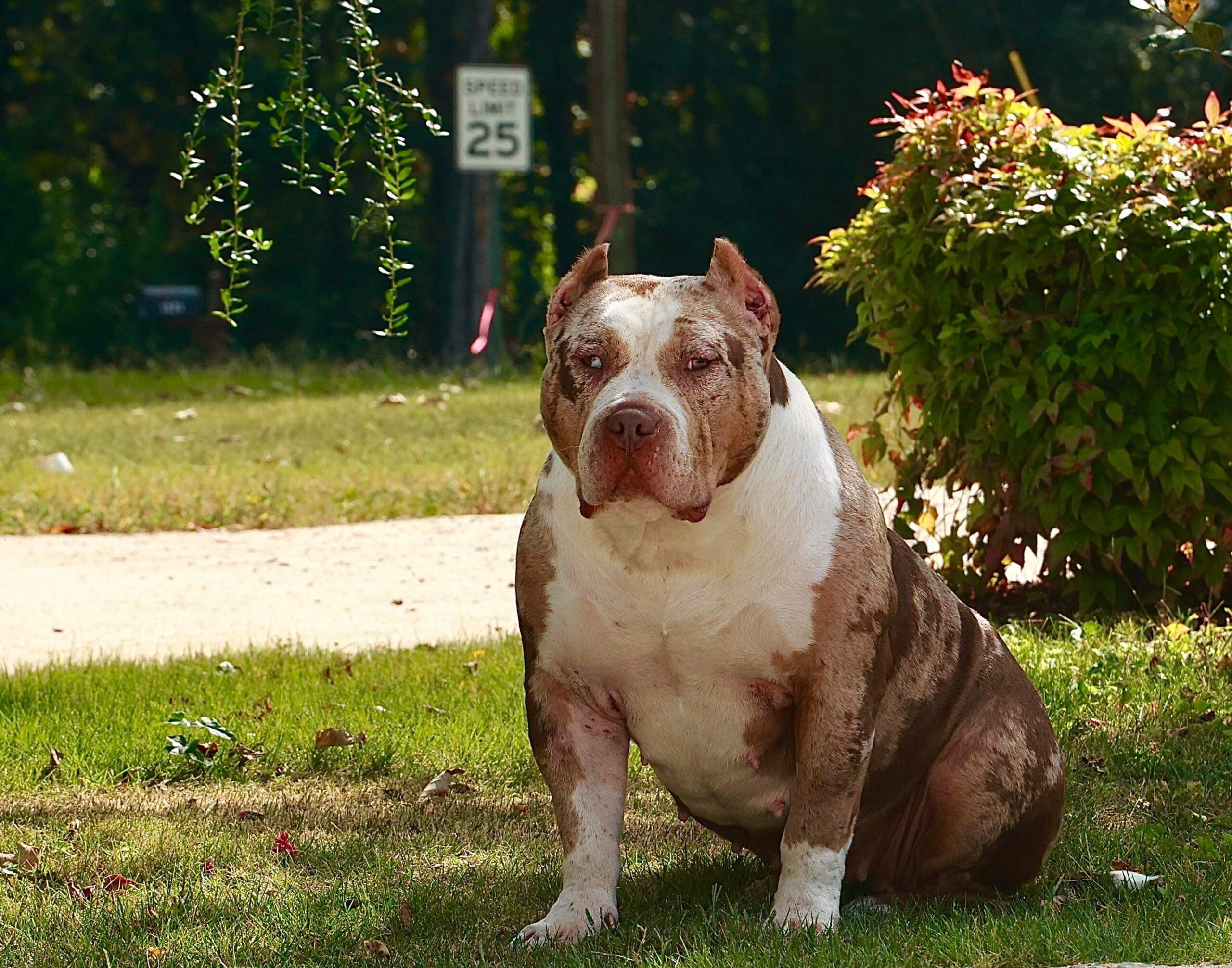 Dog Featured Image
