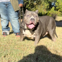 Dog Featured Image