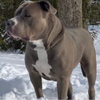 Dog Featured Image