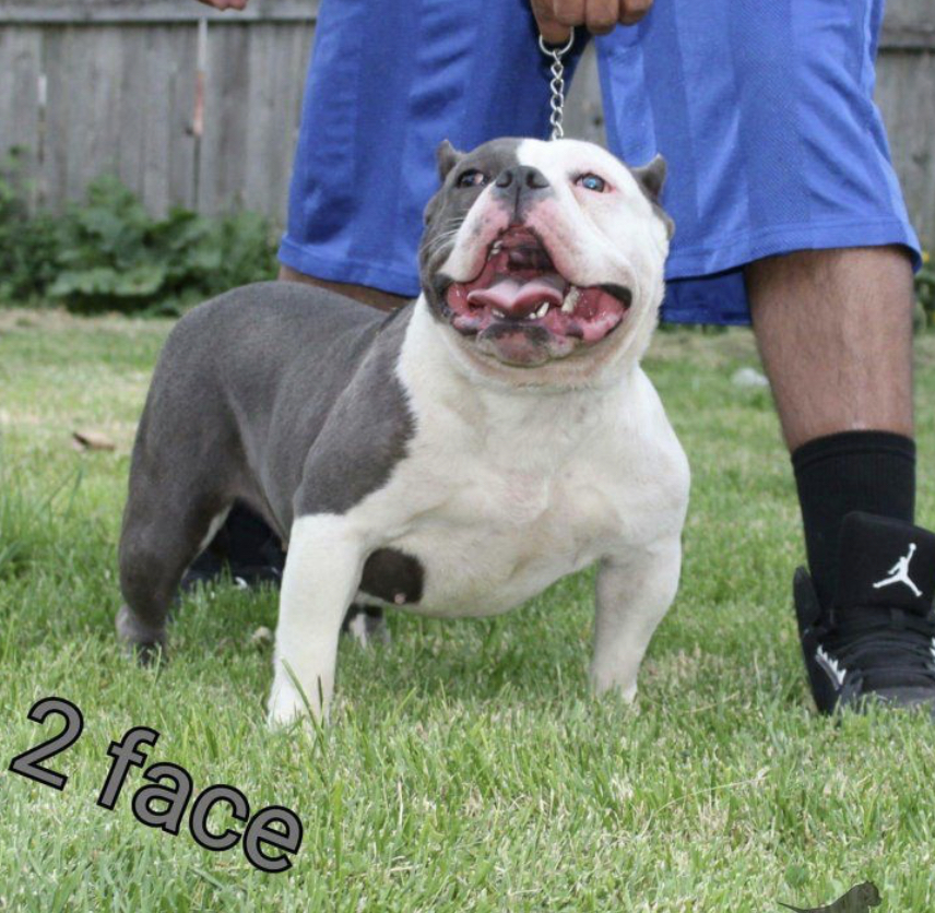 Dog Featured Image