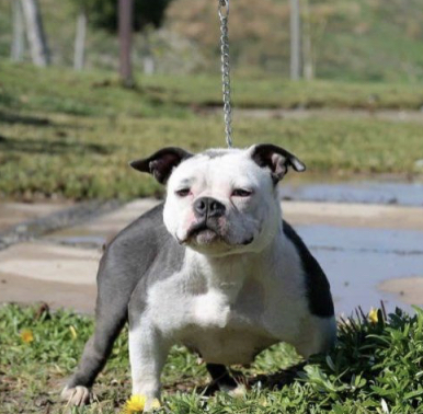 Dog Featured Image