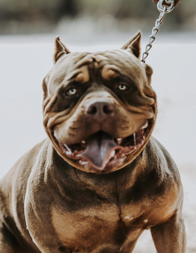 Dog Featured Image