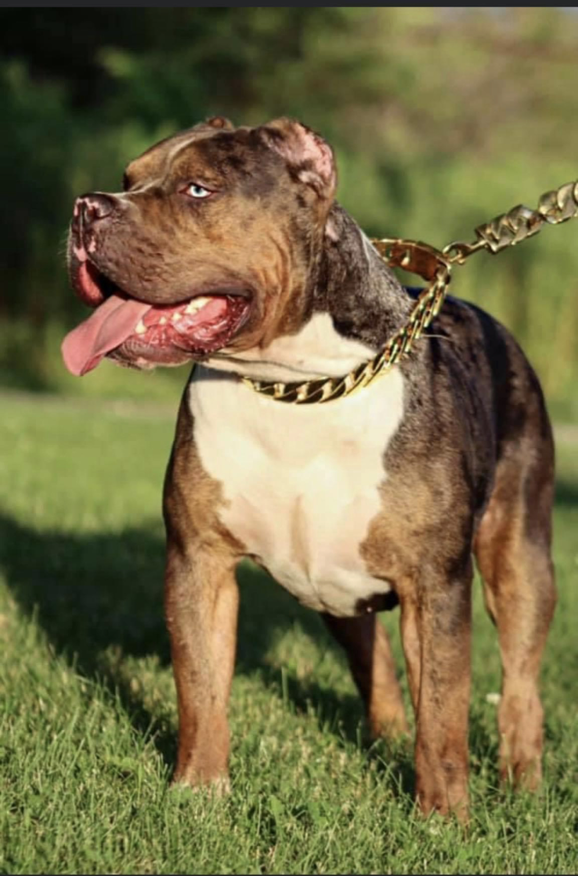 Dog Featured Image