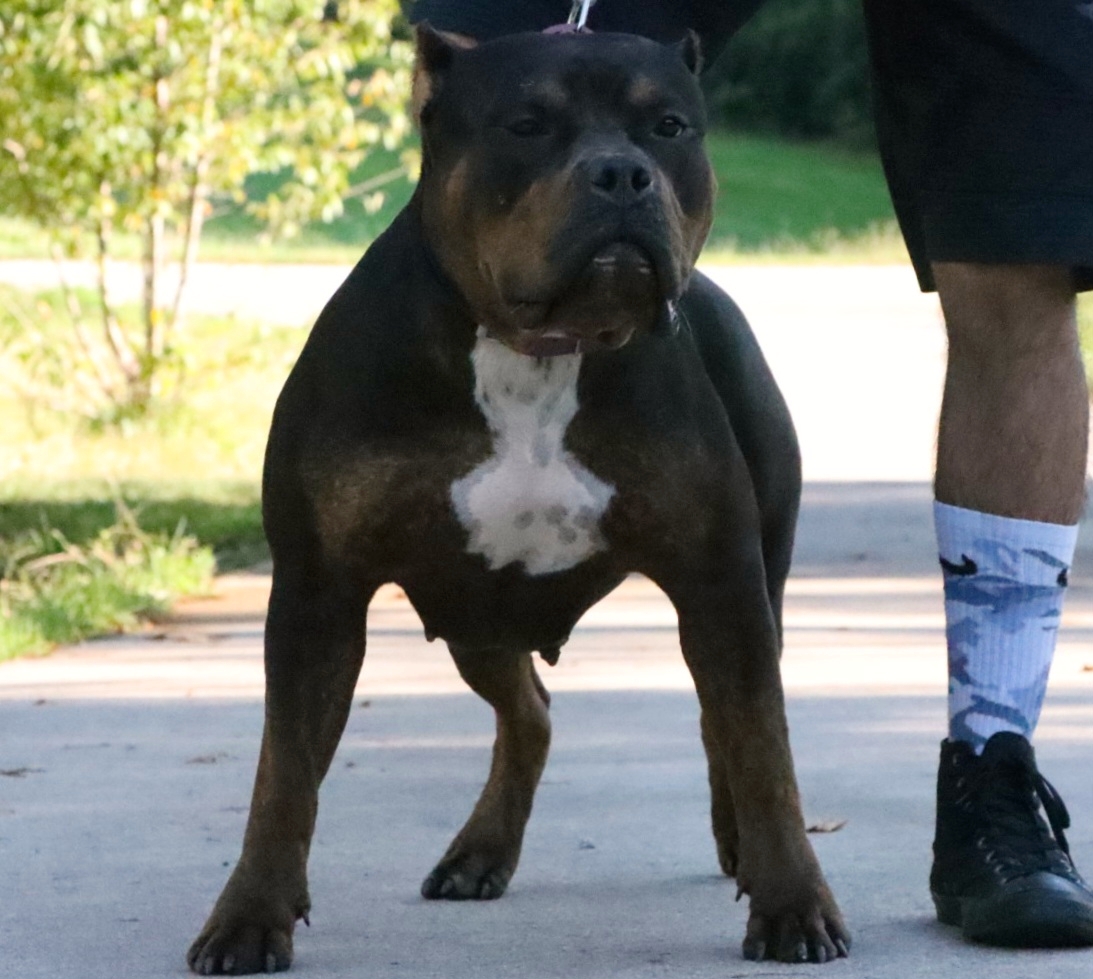 Dog Featured Image