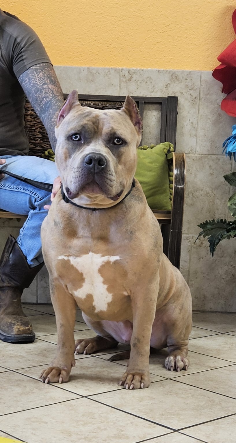 Dog Featured Image