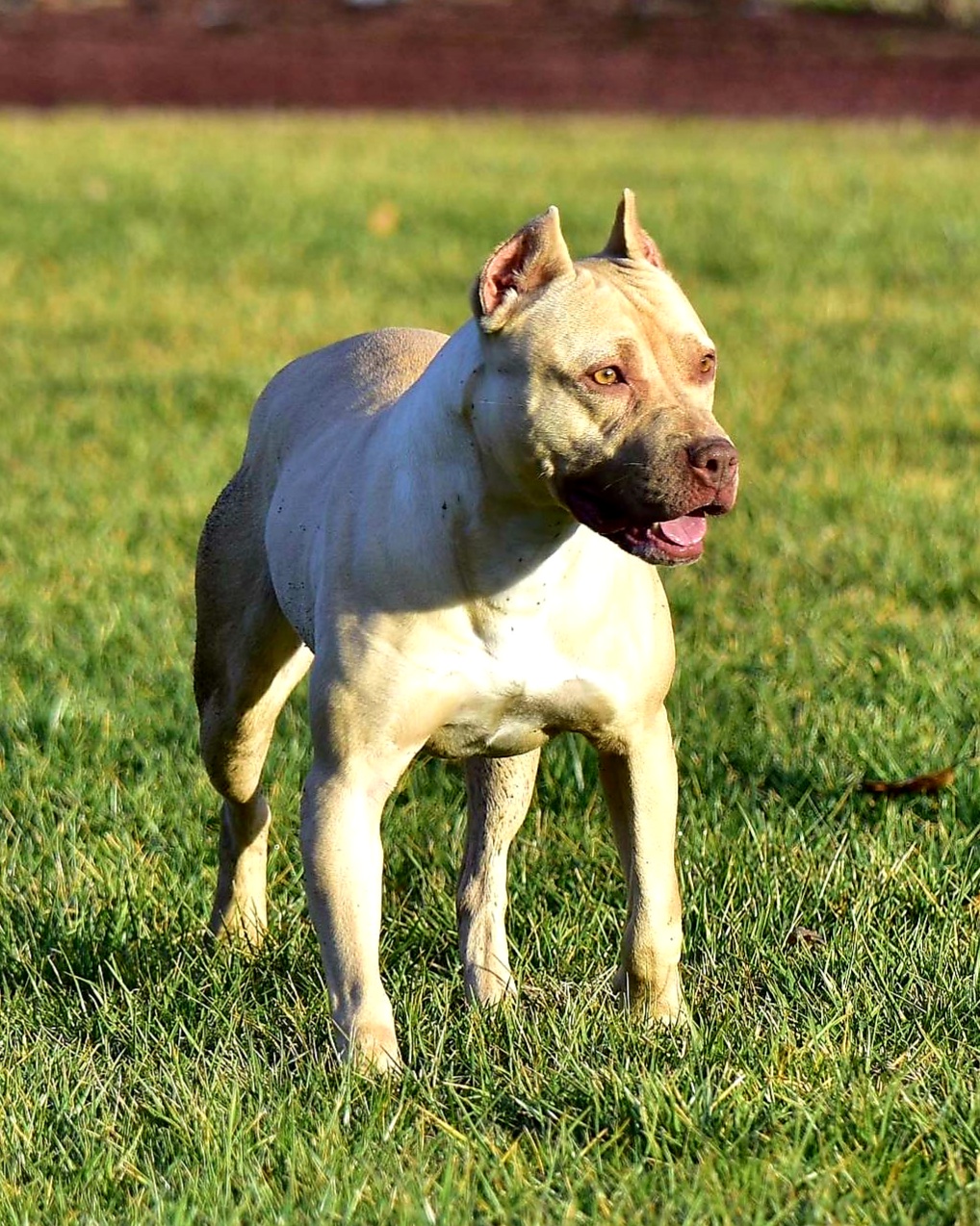 Dog Featured Image