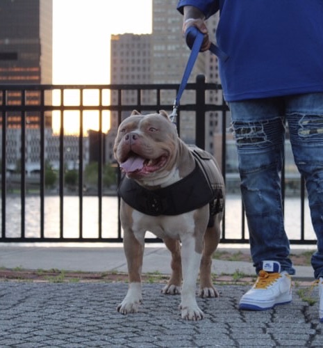 Dog Featured Image