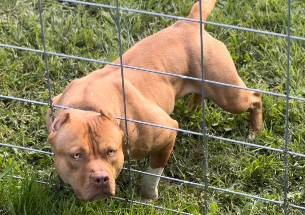 Dog Featured Image