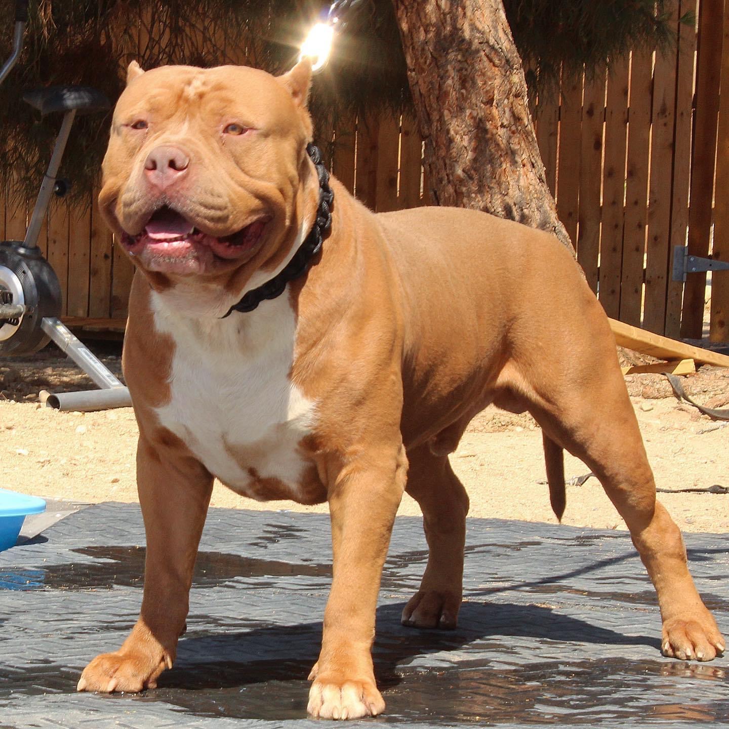 Dog Featured Image