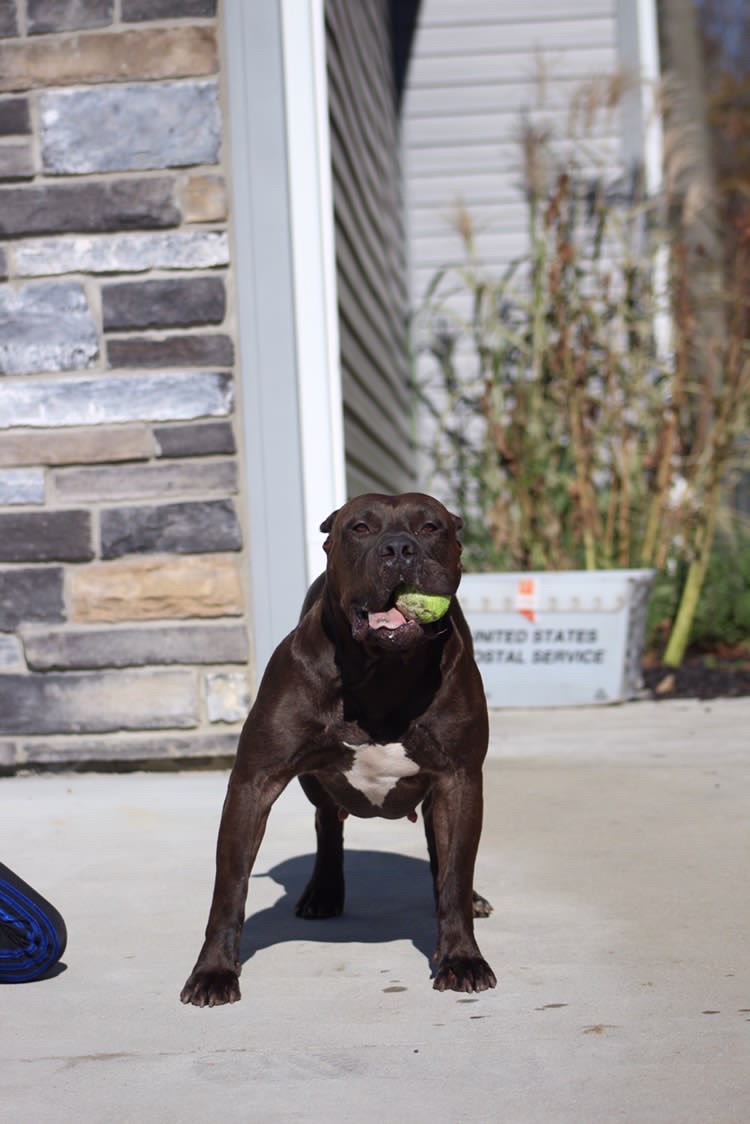 Dog Featured Image