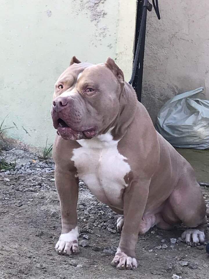 Dog Featured Image