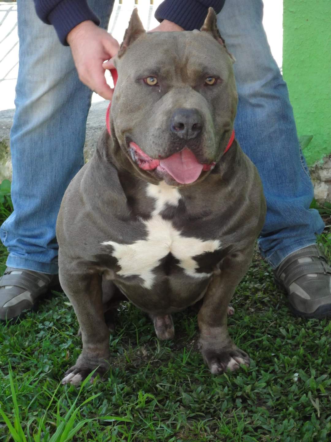 Dog Featured Image