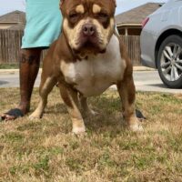 Dog Featured Image